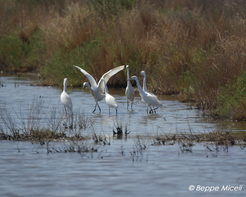 Egretta garzetta - Garzette in caccia